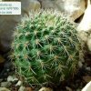 Rebutia_ sp.'dutineiana' WR706b_ 01